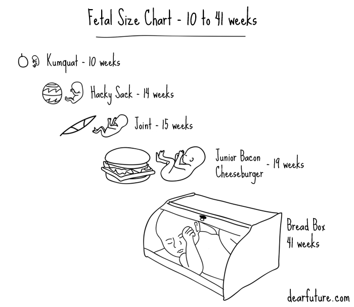 Fetal Size Chart - 10 to 41 weeks